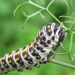 Papilio alexanor | Foto A. Rivelli arch. EAM